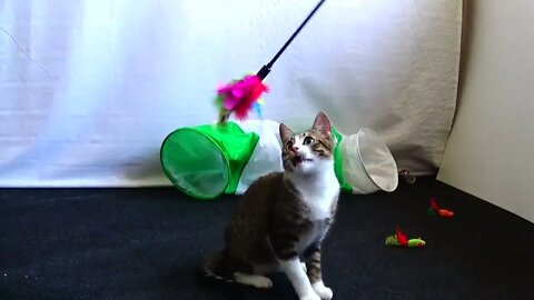 Small Cat Catches and Steals Toy