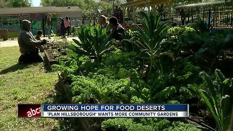 Community gardens helping Tampa neighborhood that lost Winn-Dixie store