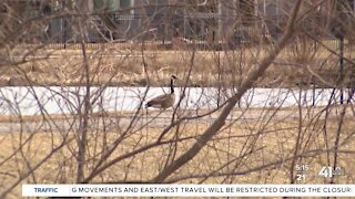 Wildlife management is critical to Johnson County airports