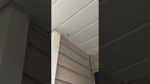 #TJMiller #Spiders #comedyvideos