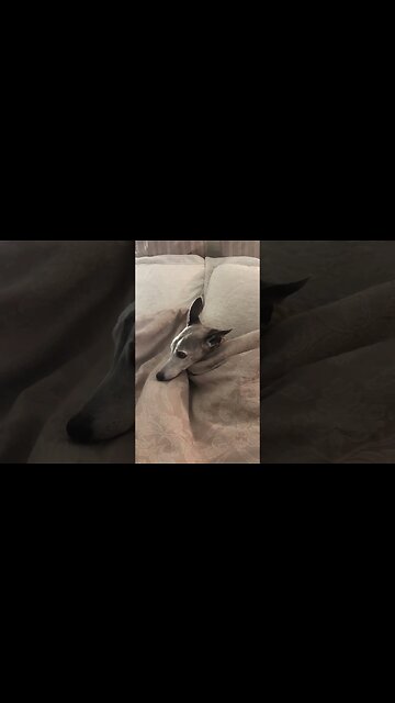 Whippet’s bedtime. He worries too much