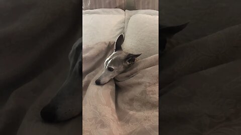 Whippet’s bedtime. He worries too much