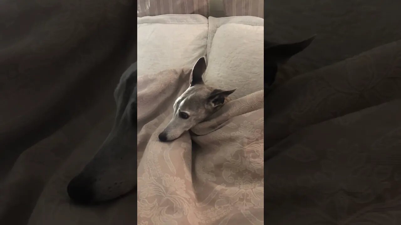 Whippet’s bedtime. He worries too much