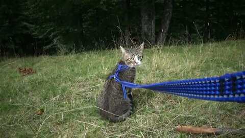 Cute Cat Watches the Forest