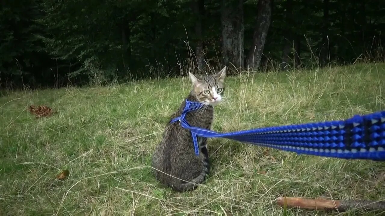 Cute Cat Watches the Forest