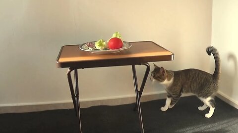 Little Cat Thief Steals Food from the Plate