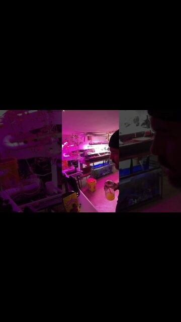 #wtif #aquaponics #farmer #grow #fish #networkmarketing #love #try #funny #humor #fun