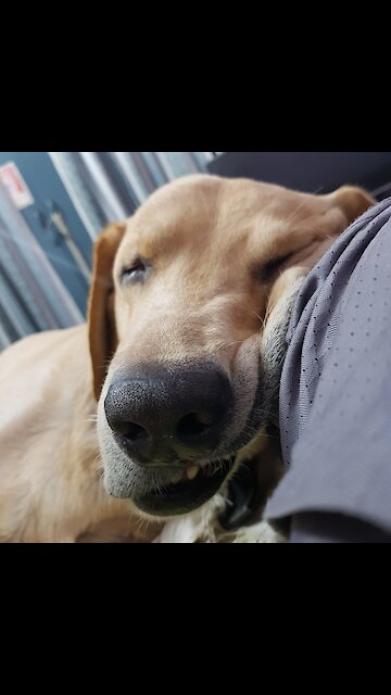 Funny Dog face while sleeping