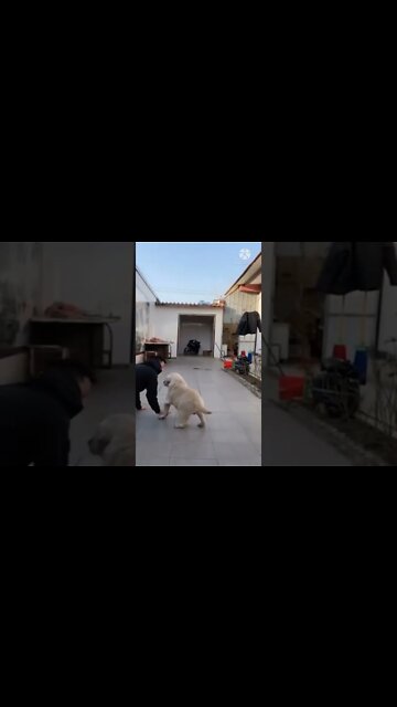 Funniest Fun Amazing videos must Entertainment comedy 2022🤣Try To Not Laugh Episode 1 By GL