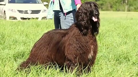 15 Most Expensive Dogs in the World