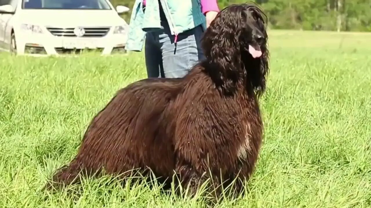15 Most Expensive Dogs in the World