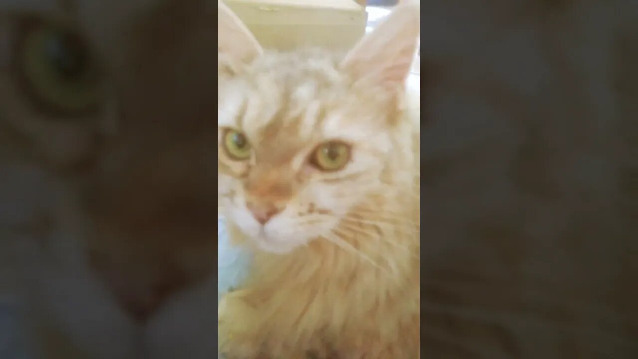 Purrrrrrr