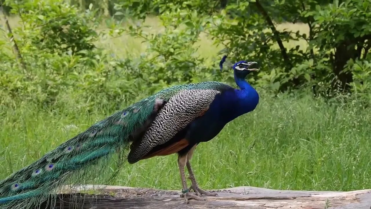 Peacock Dance Complete 2:20 & Screams High Quality HD, Pfau schlägt Rad , by Ute Neumerkel-2