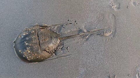 Horseshoe crab