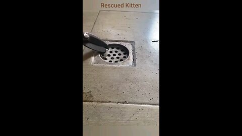 Rescuing and raising a Kitten