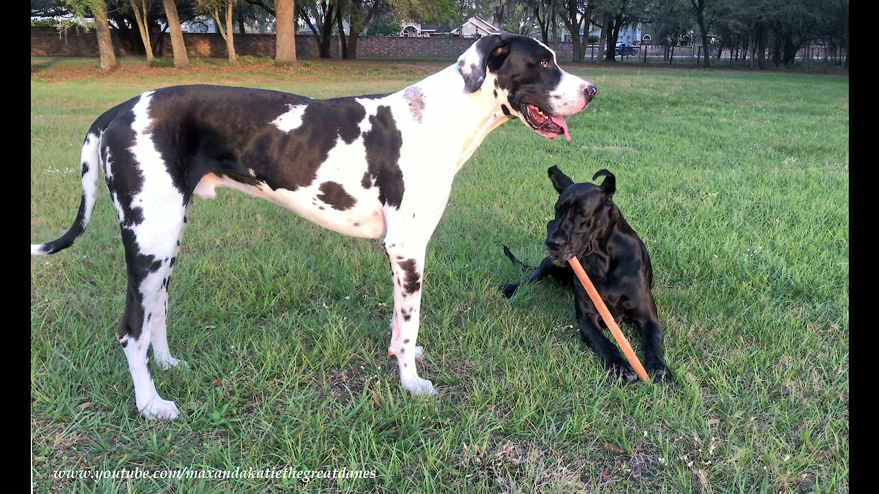 Playful Great Danes Swipe Survey Stake