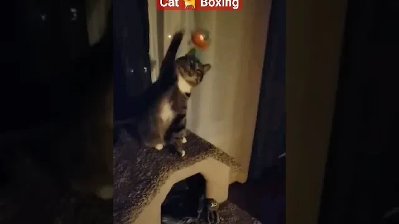 Cat 🐈 Boxing Training #cat #Boxing #toy #play #tuxedo #tabbycat #funny