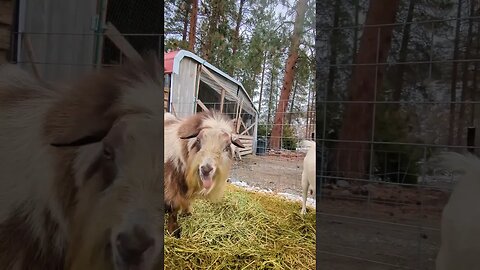 Artic flirting with his ladies 😂 #farmlife #homestead #homesteading #goats #farmanimals #pnw #usa