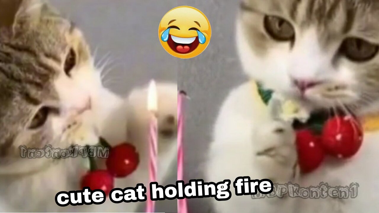 cute cat holding fire!!😁