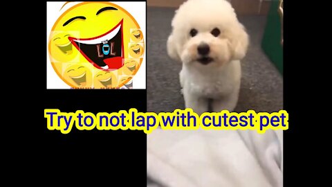 So funniest and cute dog with situatons