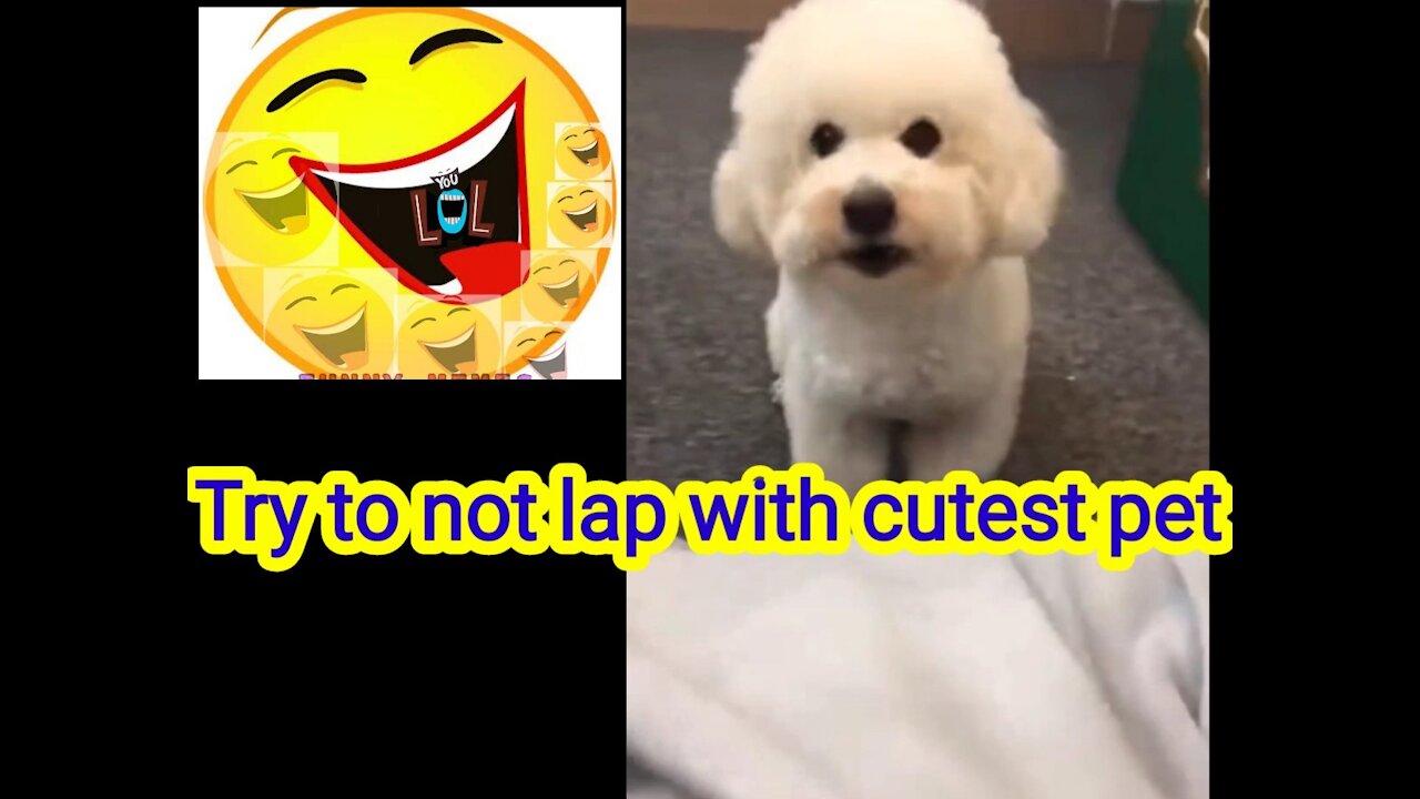 So funniest and cute dog with situatons
