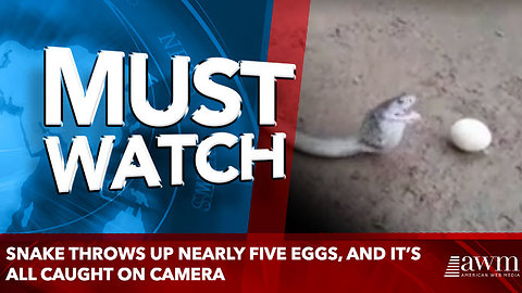 Snake throws up nearly five eggs, and it’s all caught on camera