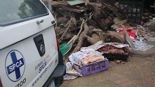 SOUTH AFRICA - Durban - SPCA removes 80 dogs (Videos) (YaW)