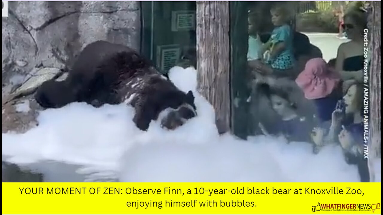 YOUR MOMENT OF ZEN: Observe Finn, a 10-year-old black bear at Knoxville Zoo, enjoying himself