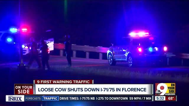 Loose cow shuts down I-71/75 in Florence