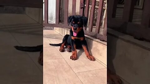 Cute Boxhead Rottweiler Puppy #shorts #dog #puppy #doglover