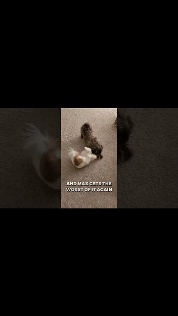 Max & Emmie Are At It Again #shorts