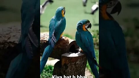 ye dosti ham nahi chodenge #perrot #words #devendra #kumar #viral#virals #shorts #short #funni #tran