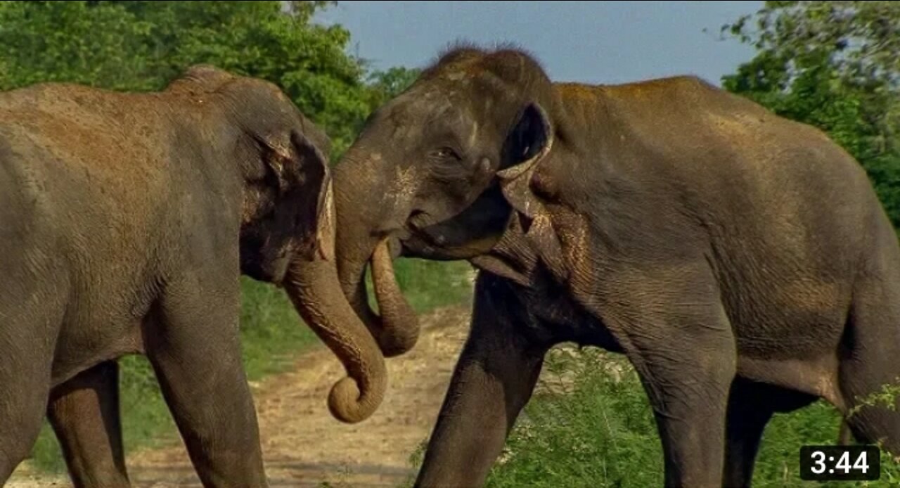 Elephant fight | wild Animals fight | elephant video