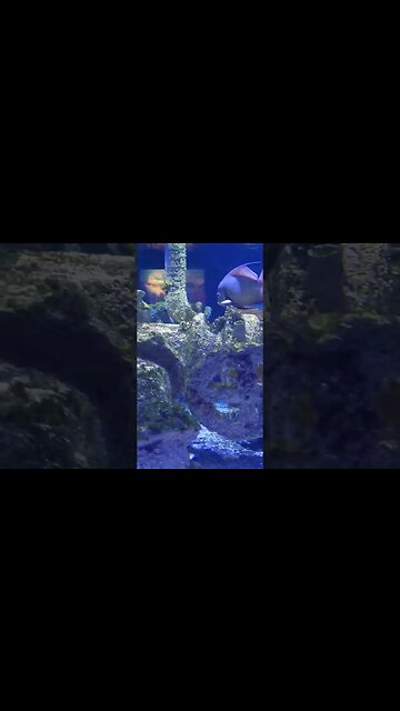 Pineknoll shores aquarium