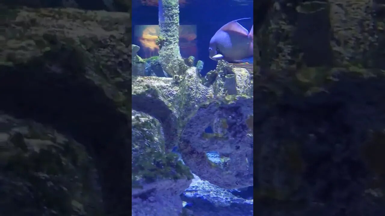 Pineknoll shores aquarium