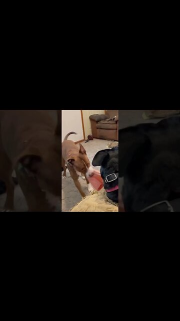 Daisy and Nala playing