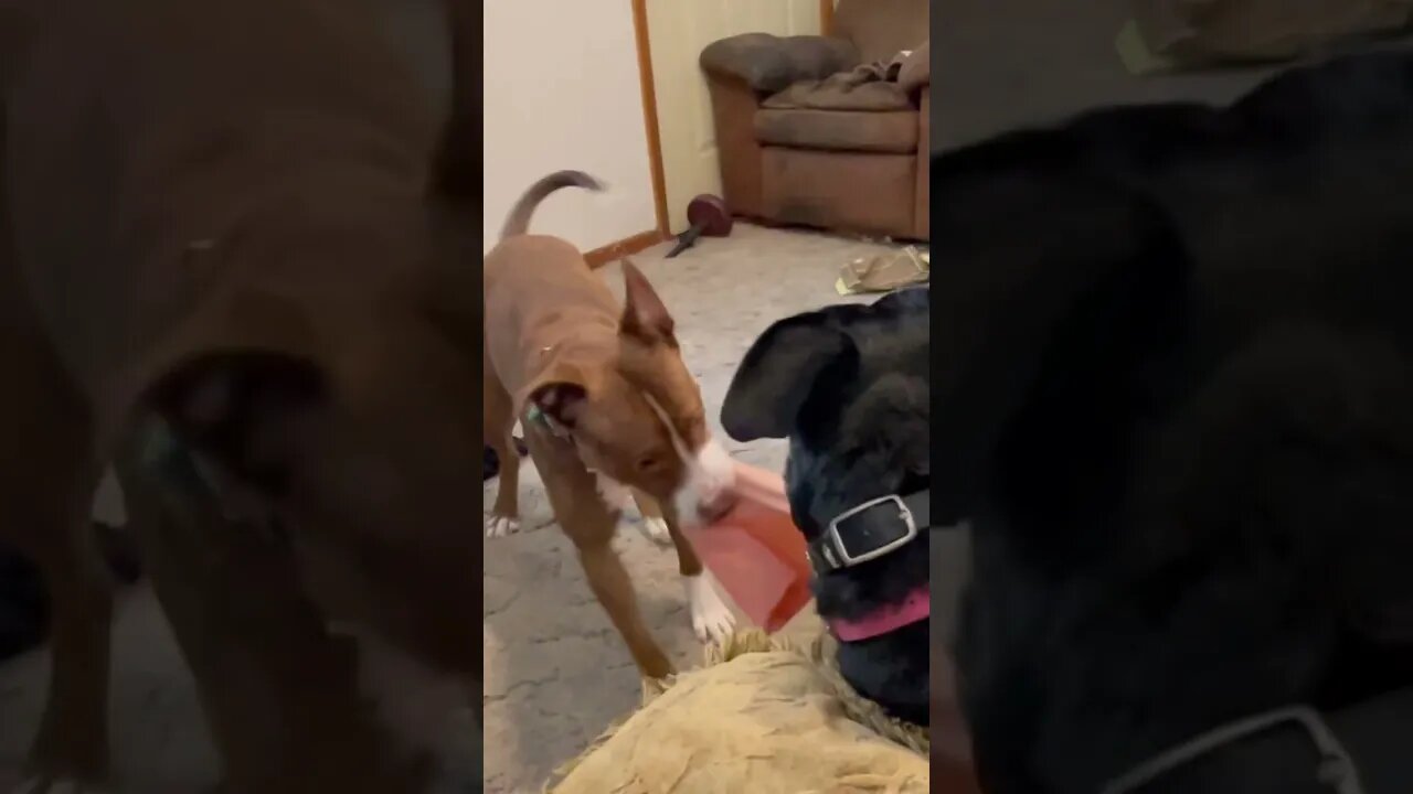 Daisy and Nala playing