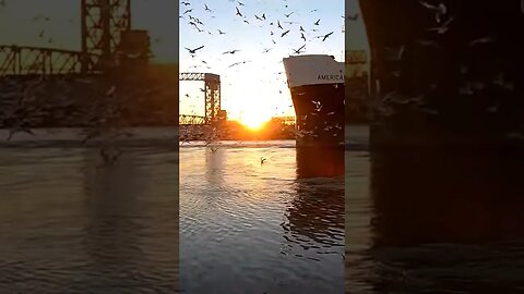 🇺🇸 AMERICAN COURAGE 🚢 #boat #sunset #sunsets #ship #seagull #seagulls #ships #shipping #sunrise