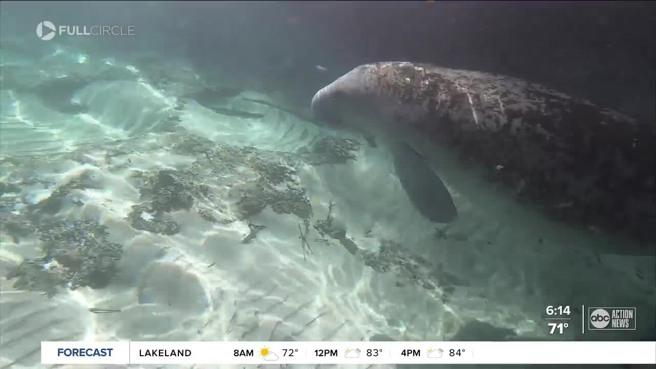 Full Circle: Manatee deaths reach catastrophic levels with no easy fix