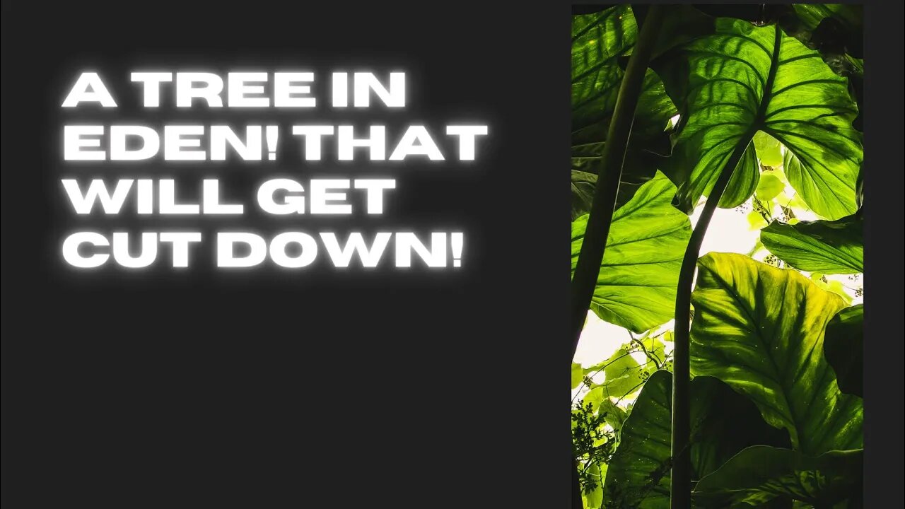 A great tree in Eden will be cut down! Eygpt cut down! Ezekiel 31✝️ Sharing movie at bottom👇🏾!