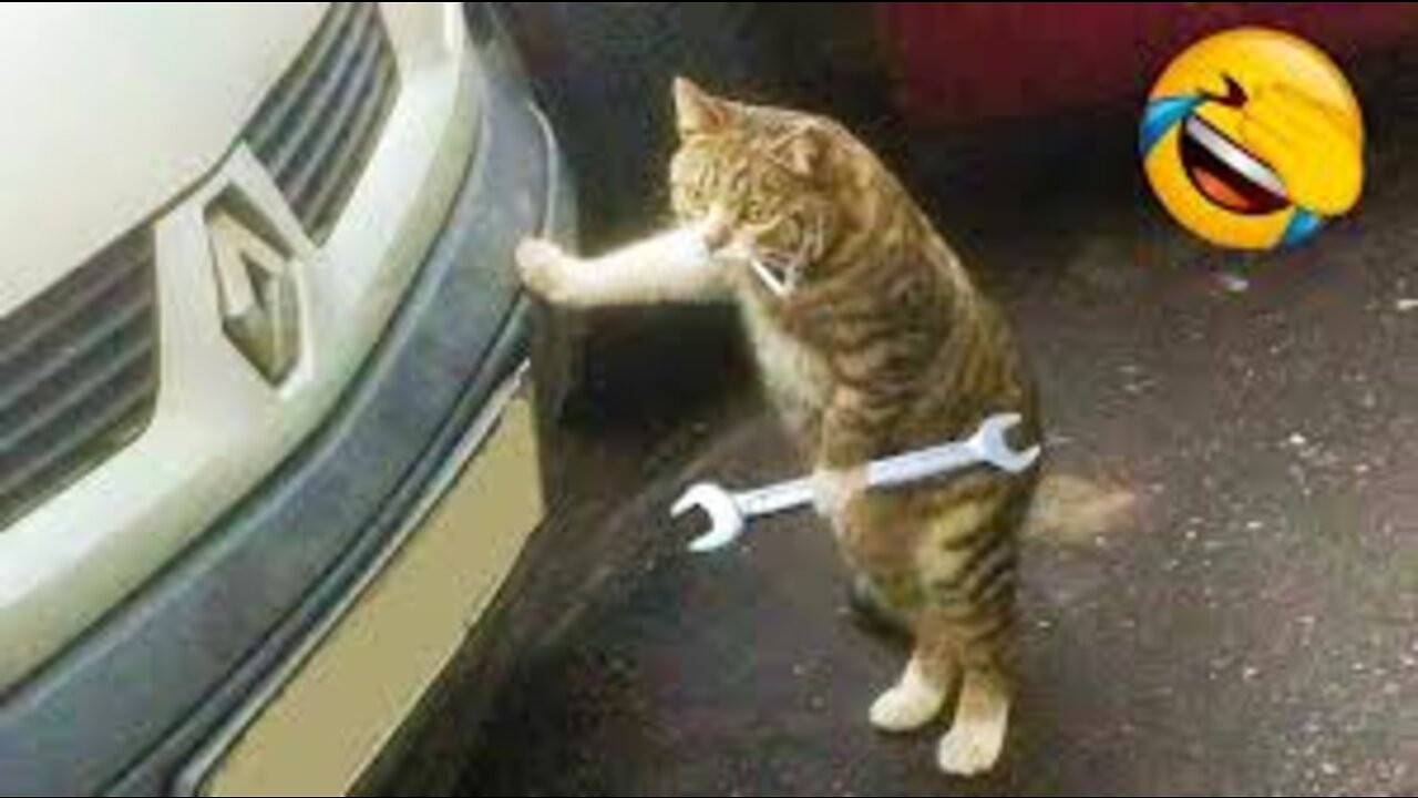 Cats Are Funny Youtube - Cats Are Funny Videos