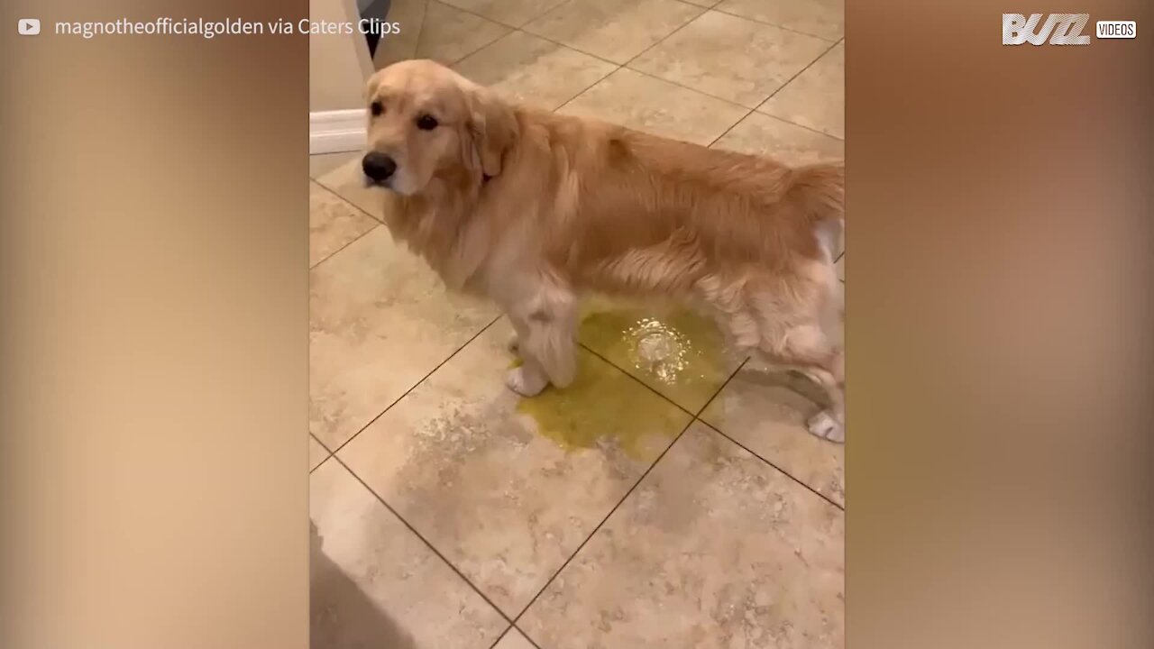 Cão com pânico da chuva faz xixi em casa