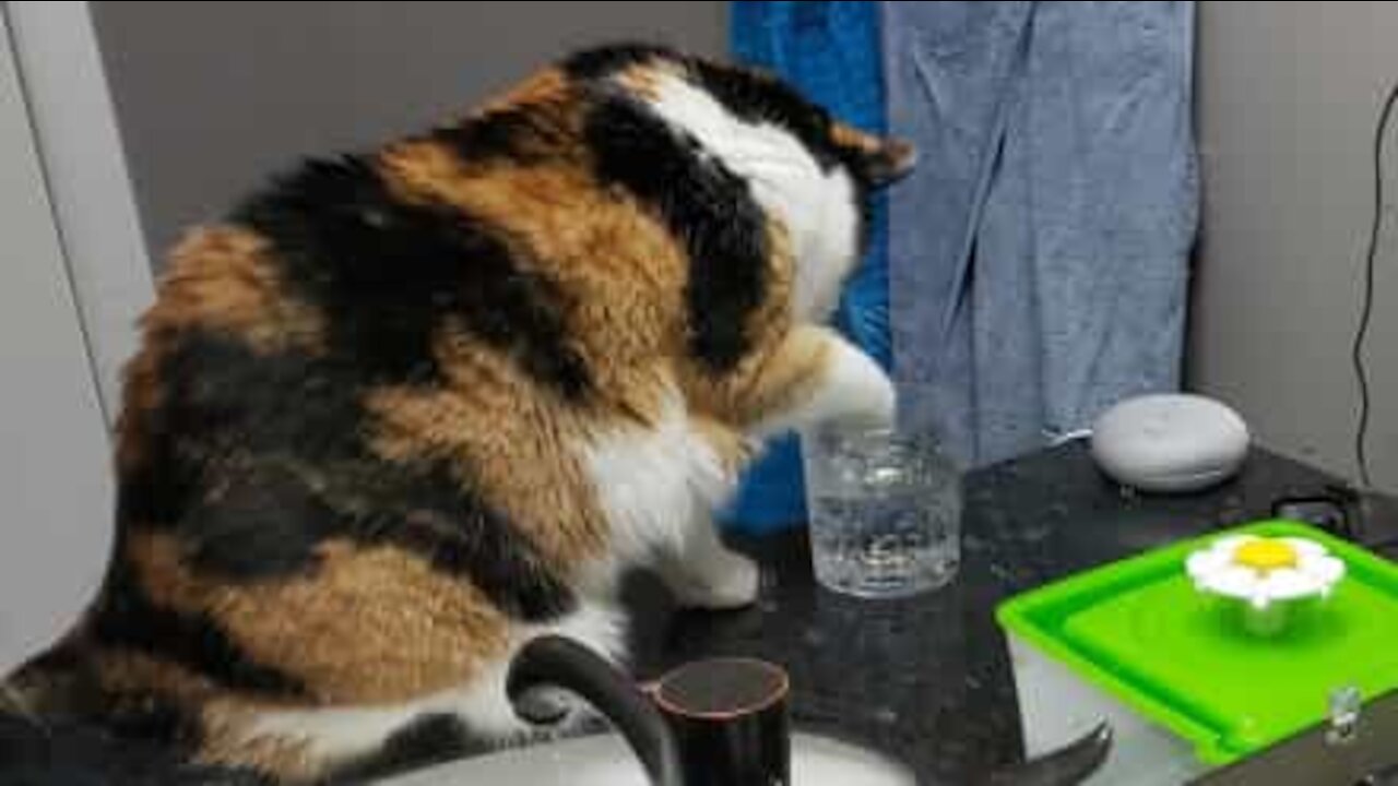 Gata adora "nadar" na sua taça de água