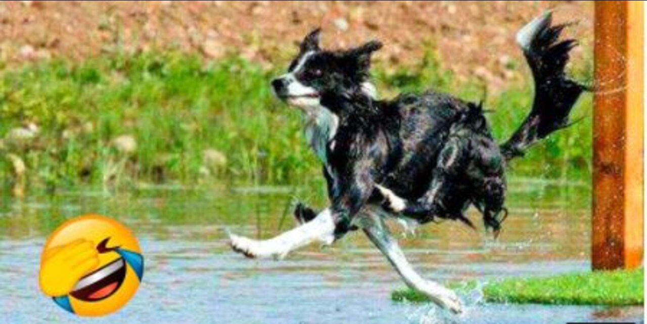 Funniest Dog and Cat Videos - Funny animal videos 2022