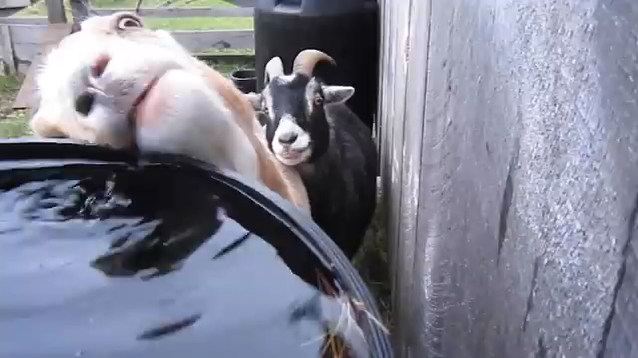 Funniest Farm Animals