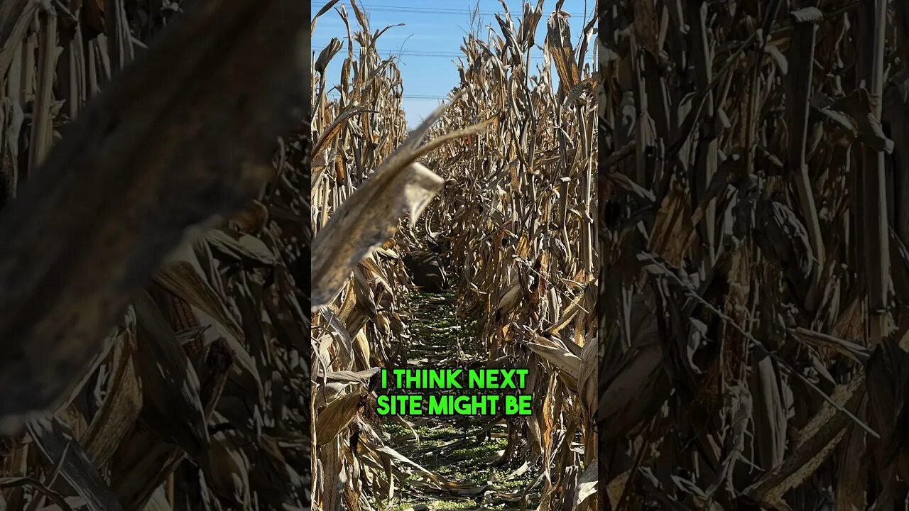 Stalking a buck in standing corn! #huntingpodcast #deerhunter #podcast