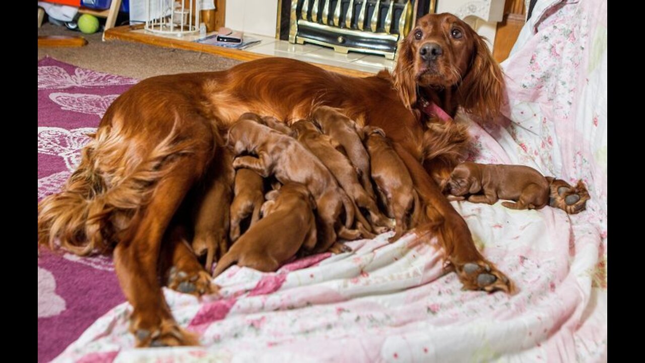 A Beautiful Dog Mommy With Many Puppies