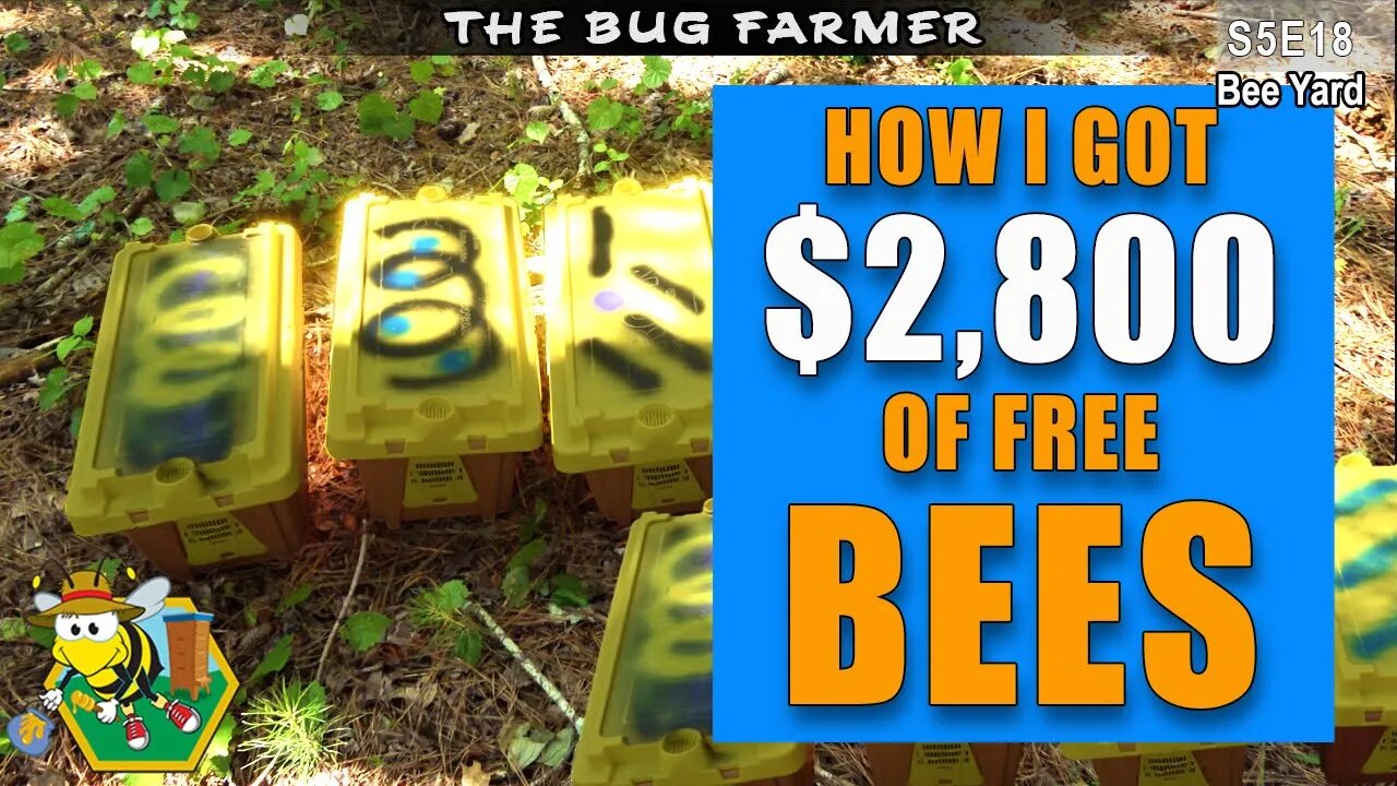 $2,880.00 in Free Bees | Swarms and Splits #beekeeping #beekeeping #beecastle