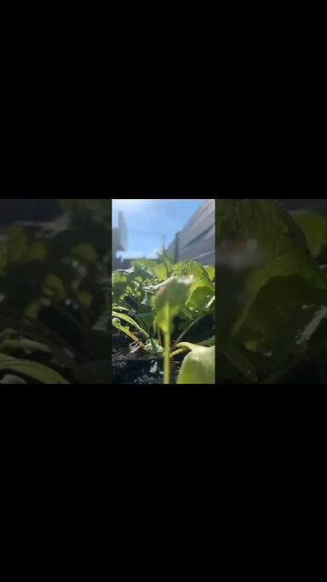 Addicted to Homestead Gardening