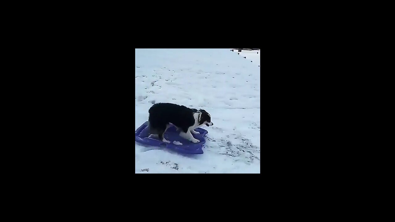 Viral Dog Snow Skating by it's own